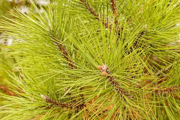 De takken van groenblijvende bomen — Stockfoto