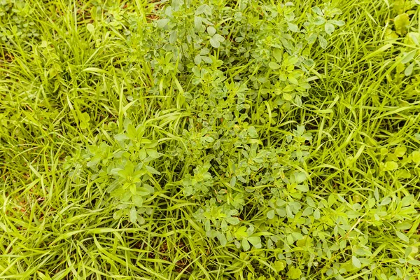 Forest wild grass on the ground — Stock Photo, Image