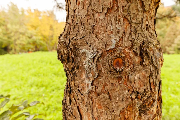 Textura de corteza de árbol altamente detallada — Foto de Stock