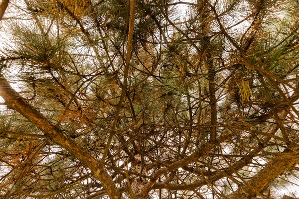 Ветви вечнозеленых деревьев — стоковое фото