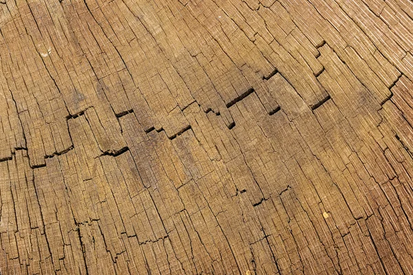 Przekrój poprzeczny drewna — Zdjęcie stockowe