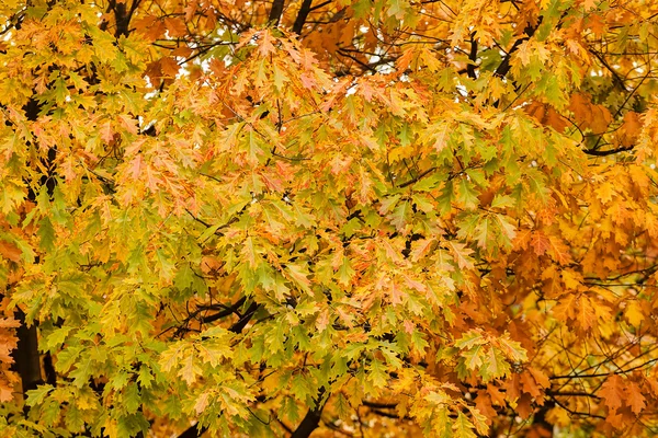 Principios de otoño en el parque — Foto de Stock