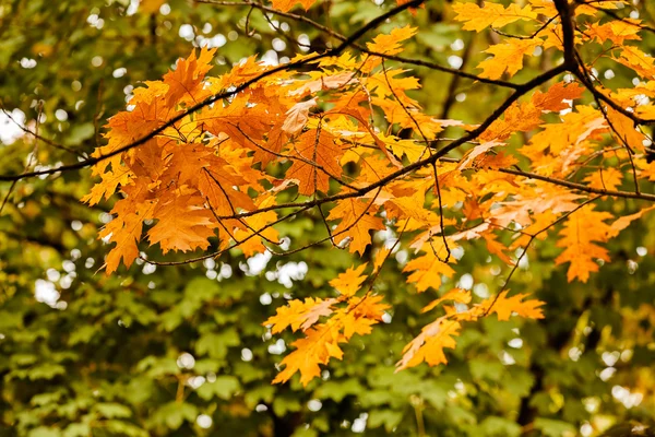 Feuilles d'automne sur l'arbre — Photo