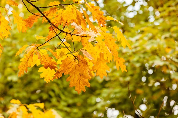 Hojas de otoño en el árbol — Foto de Stock