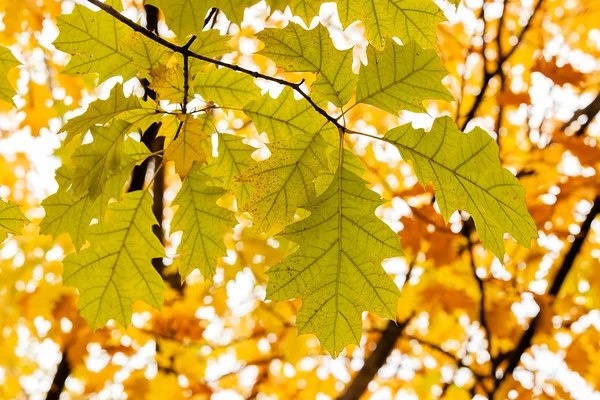 Folhas de outono na árvore — Fotografia de Stock