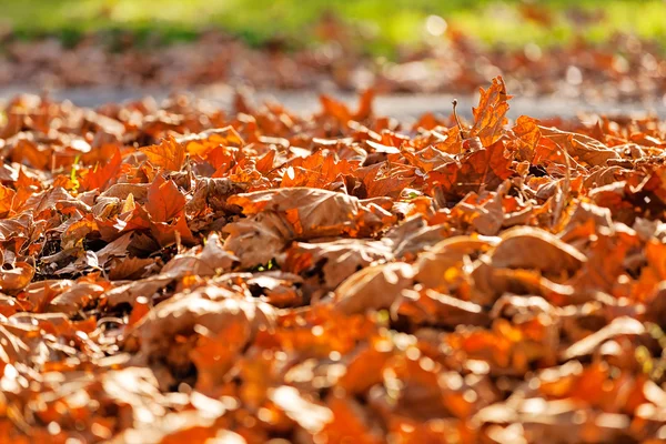 Blätter im Park — Stockfoto