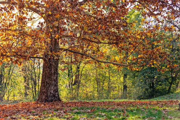 Árboles con hojas caídas — Foto de Stock