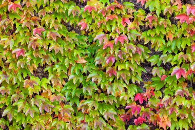 turuncu ve yeşil yaprak