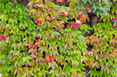 turuncu ve yeşil yaprak