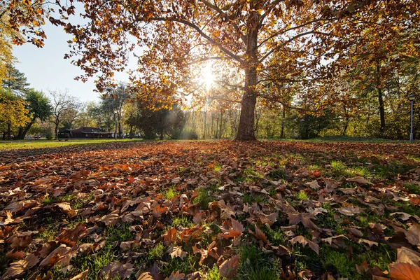 Träd med löv — Stockfoto