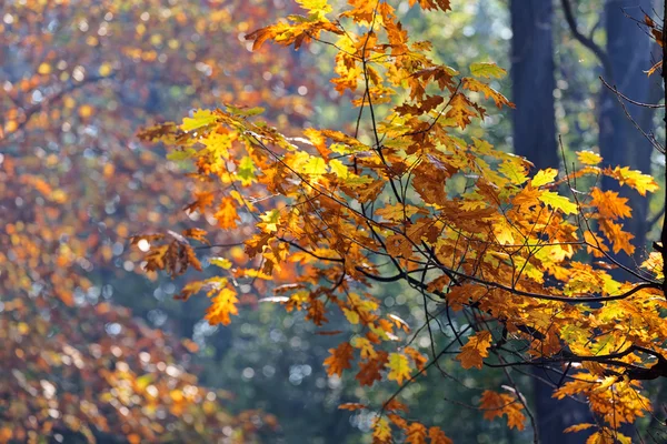 Bladeren in het park — Stockfoto