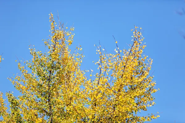 Folhas no parque — Fotografia de Stock