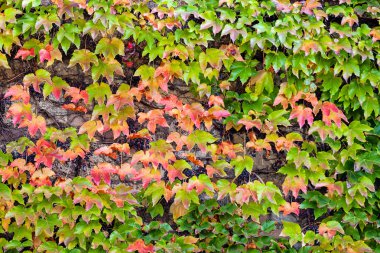 turuncu ve yeşil yaprak