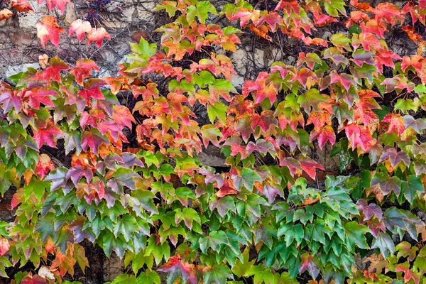 Orange and green leaves — Stock Photo, Image