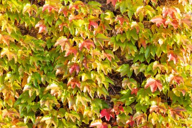 turuncu ve yeşil yaprak