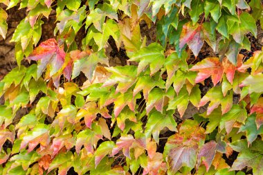 turuncu ve yeşil yaprak
