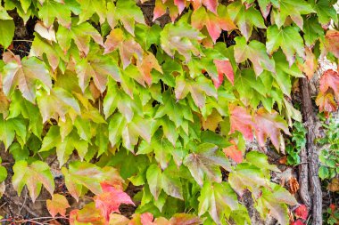 turuncu ve yeşil yaprak