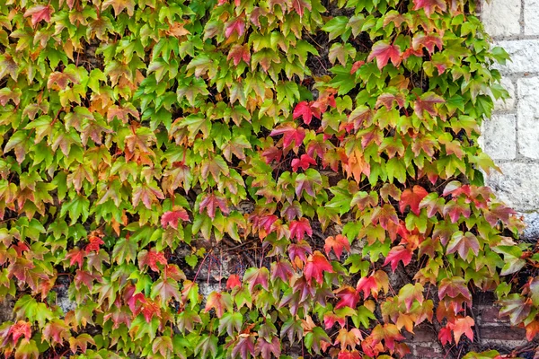 Orange and green leaves — Stock Photo, Image