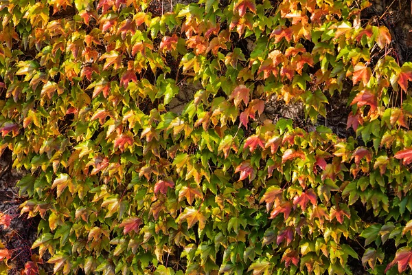 Folhas de laranja e verde — Fotografia de Stock