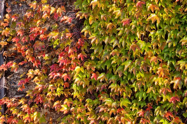 Orange and green leaves — Stock Photo, Image