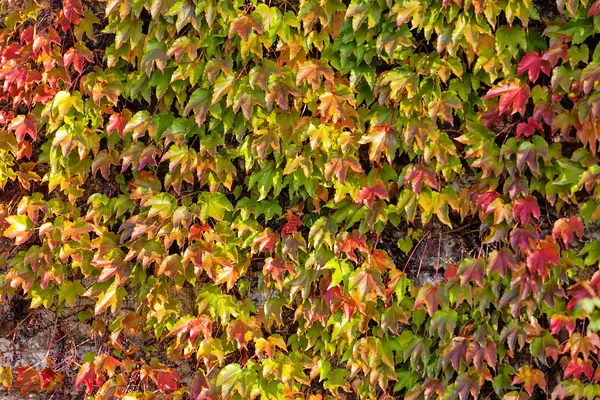 Orange and green leaves — Stock Photo, Image