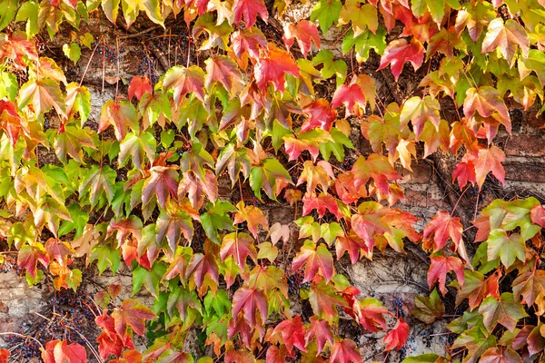 Feuilles orange et vertes — Photo