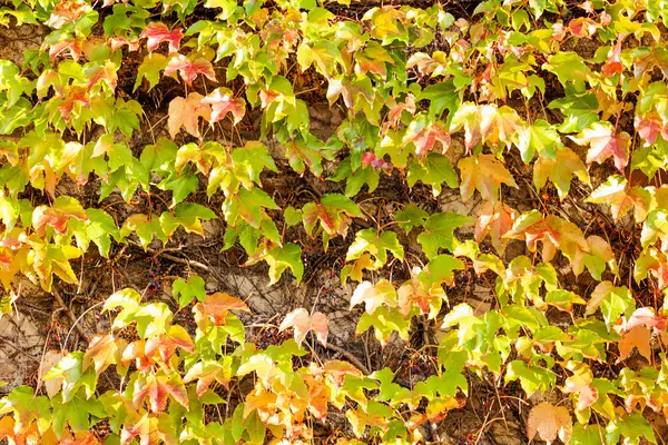 Orange and green leaves — Stock Photo, Image