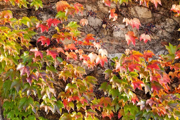 Feuilles orange et vertes — Photo