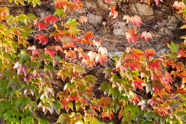 Feuilles orange et vertes — Photo