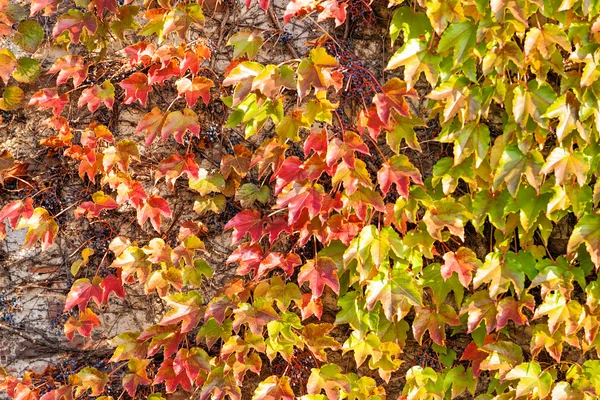 Feuilles orange et vertes — Photo