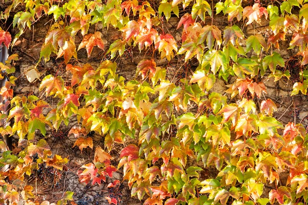 Orange and green leaves — Stock Photo, Image