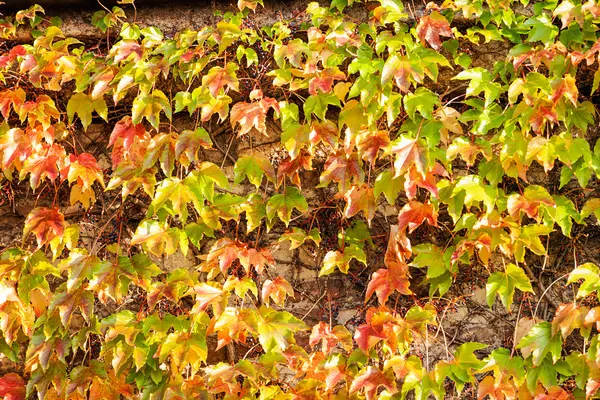 Oranje en groene bladeren — Stockfoto