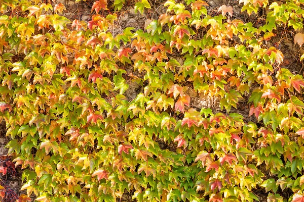 Oranje en groene bladeren — Stockfoto