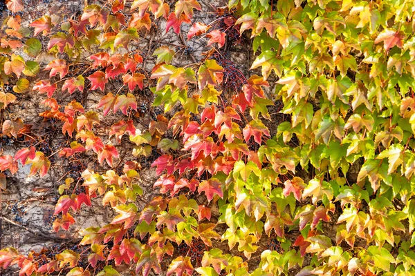 Oranje en groene bladeren — Stockfoto