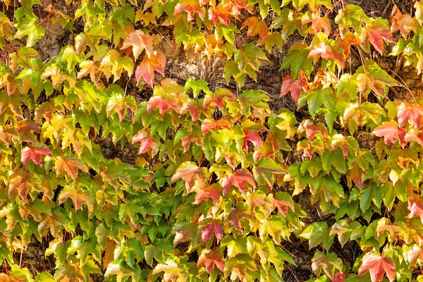 Orange and green leaves — Stock Photo, Image