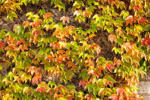 Orange and green leaves — Stock Photo, Image