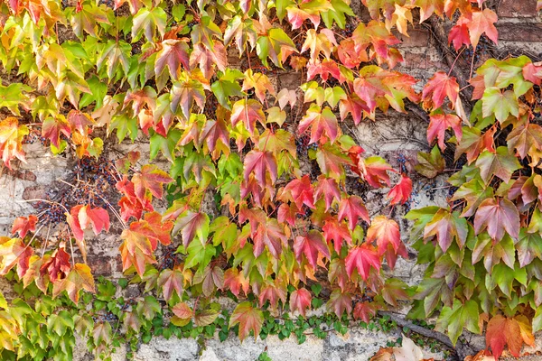 Orange and green leaves — Stock Photo, Image