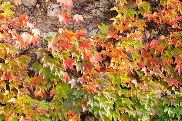 Orange and green leaves — Stock Photo, Image