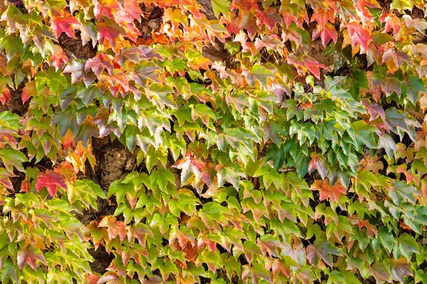 Orange and green leaves — Stock Photo, Image