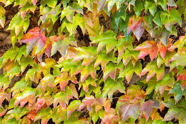 Turuncu ve yeşil yaprak — Stok fotoğraf