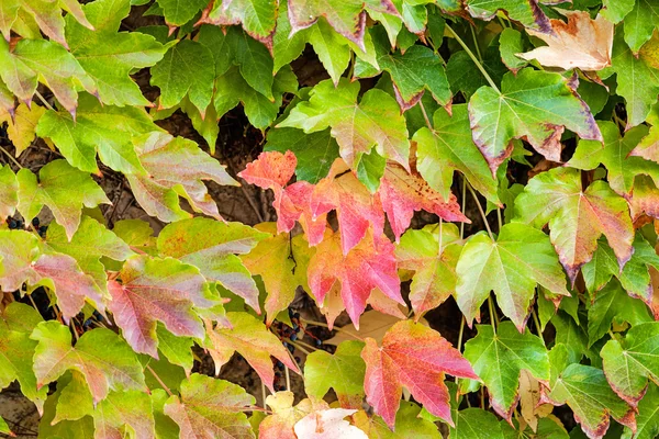 Orange und grüne Blätter — Stockfoto
