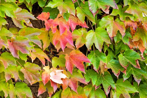 Feuilles orange et vertes — Photo