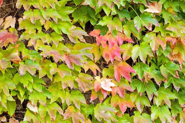 Orange and green leaves — Stock Photo, Image