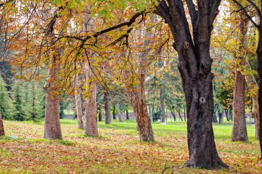 düşen yapraklar ağaçların