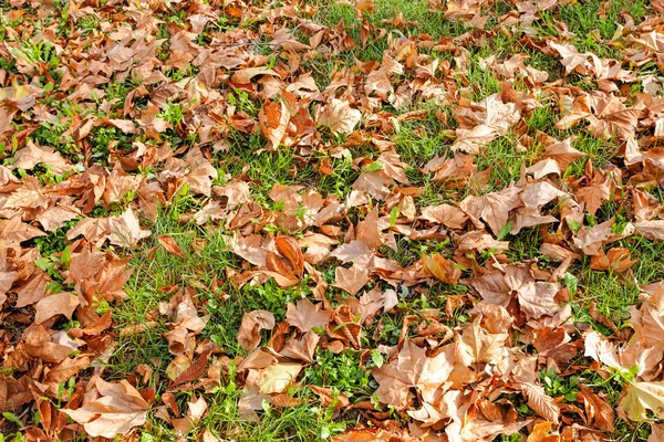 Folhas caídas — Fotografia de Stock