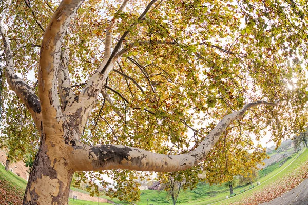 Bäume im Park — Stockfoto