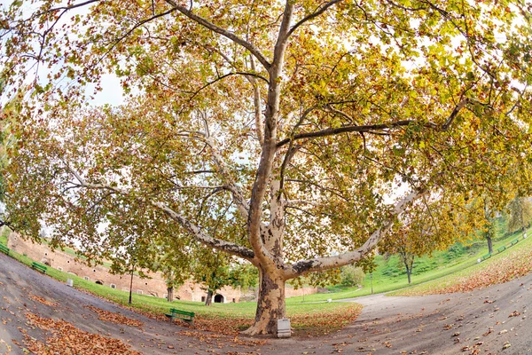 Bäume mit abgefallenen Blättern — Stockfoto