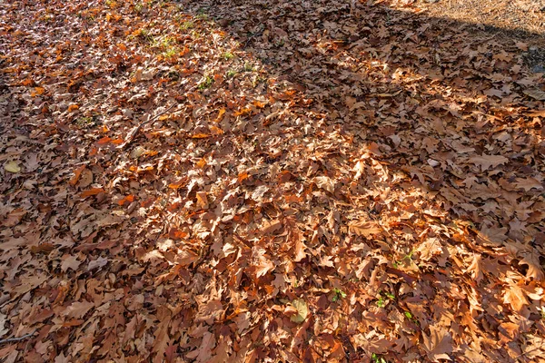 Folhas no parque — Fotografia de Stock