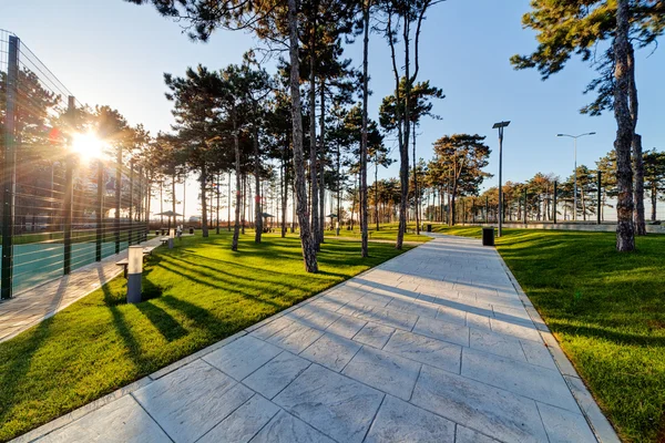 Bäume im Park — Stockfoto