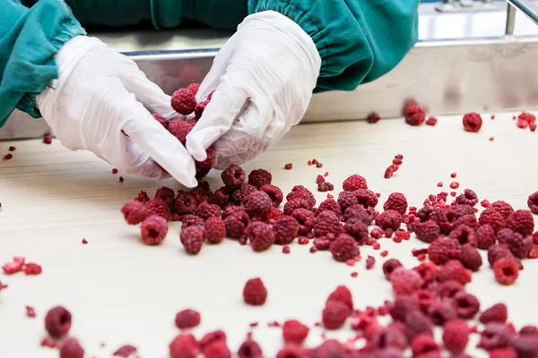 Negócios congelados de processamento de framboesa — Fotografia de Stock